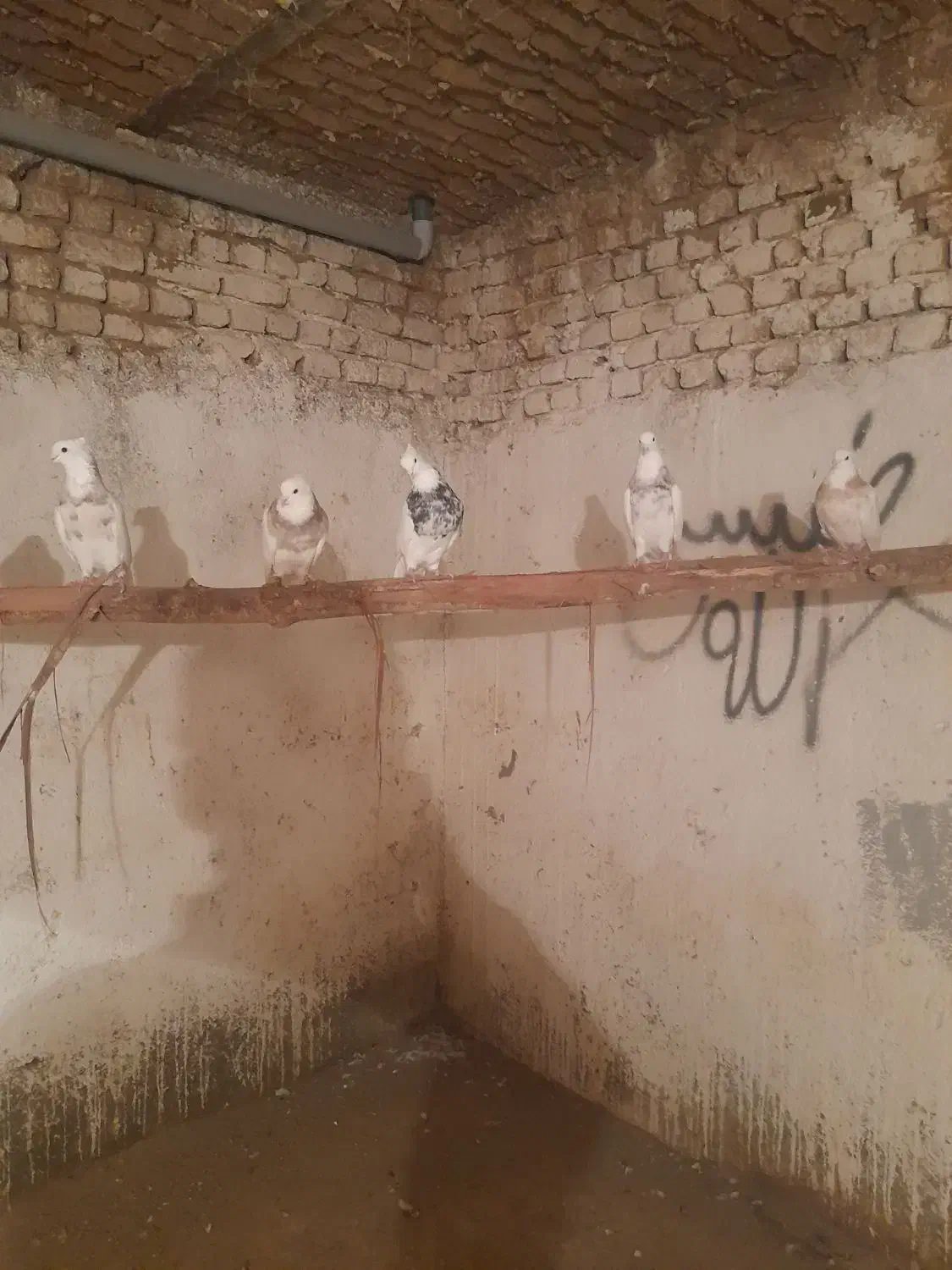 طوقی|پرنده|تویسرکان, |دیوار