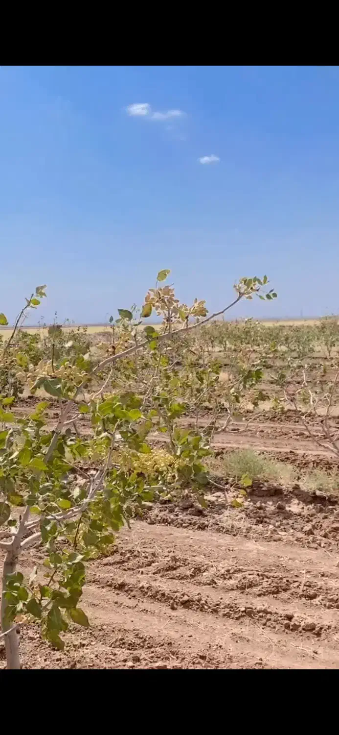 باغ پسته۱۰ساله  نزدیک شهر|فروش دفتر صنعتی، کشاورزی، تجاری|تربت جام, جامرود|دیوار