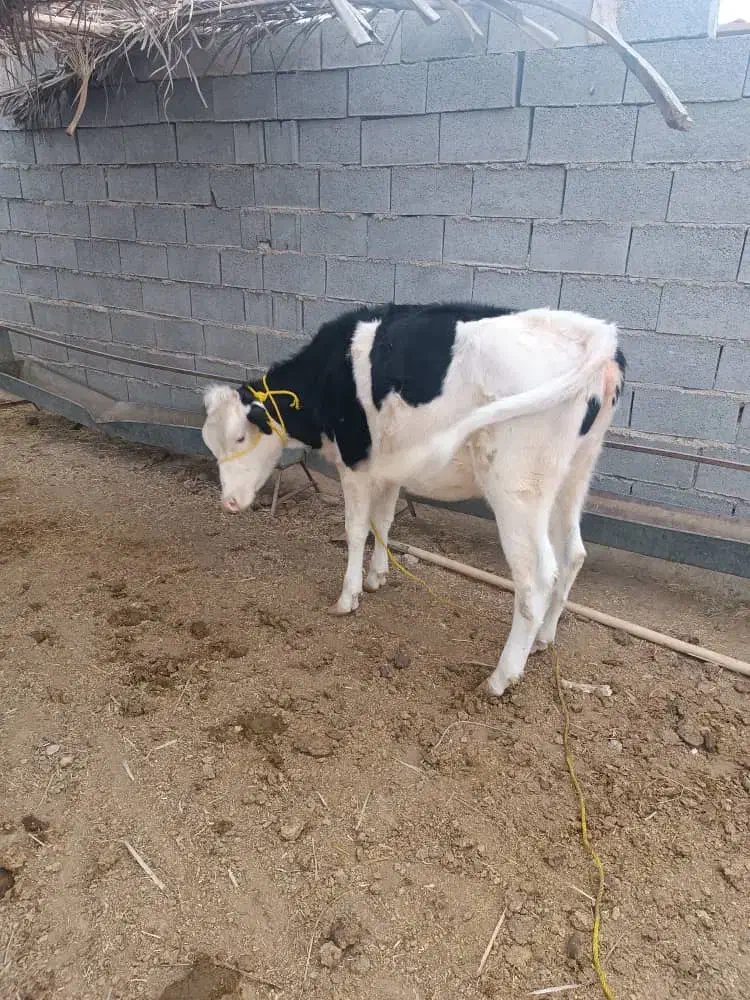 گوساله سمینتال|حیوانات مزرعه|بهبهان, |دیوار