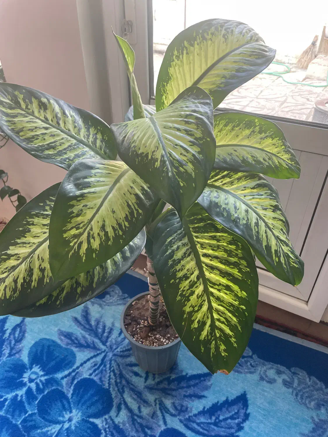 گل دفین|گل و گیاه طبیعی|مراغه, |دیوار