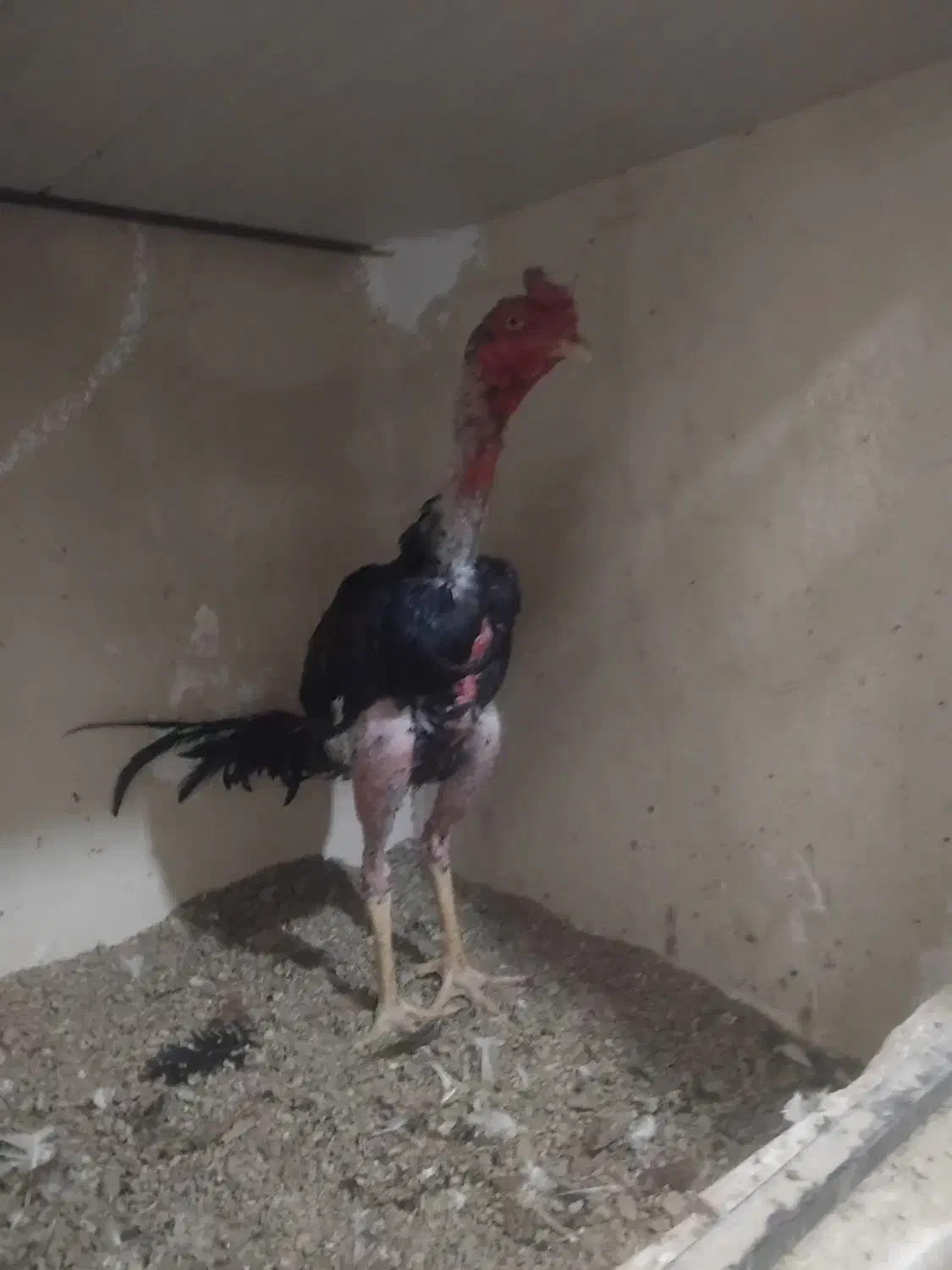 خروس لاری|حیوانات مزرعه|هشتگرد, سعید آباد|دیوار