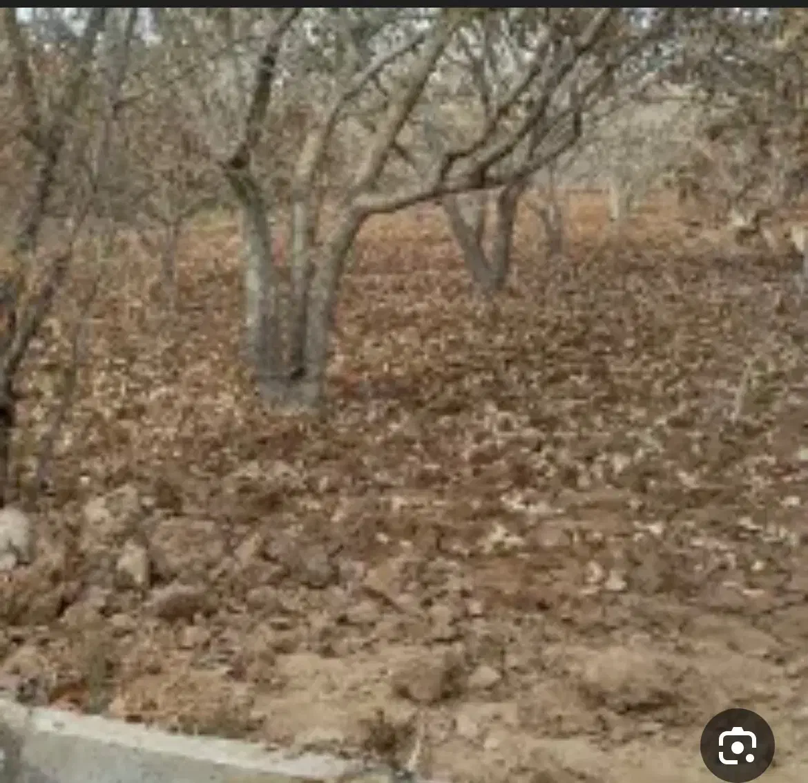 زمین پسته|فروش زمین و ملک کلنگی|اردکان, |دیوار