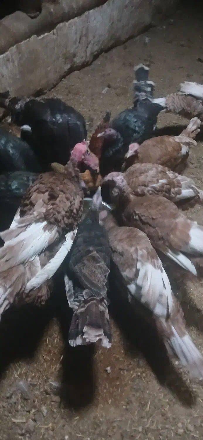 بیست بوقلمون با جوجه|حیوانات مزرعه|سقز, |دیوار