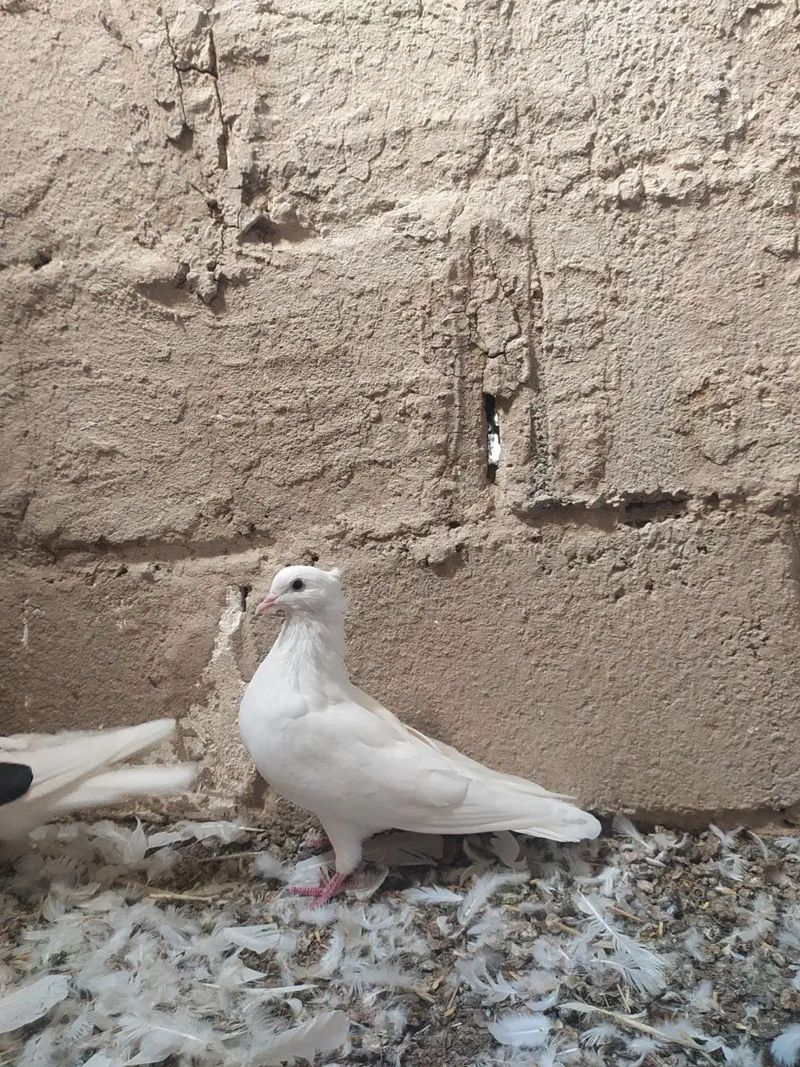 سه عدد کبوتر|پرنده|آبدانان, |دیوار