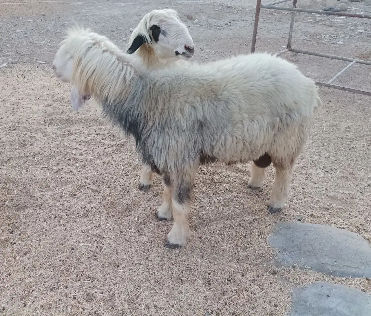 کاوه قوچ|حیوانات مزرعه|رامهرمز, |دیوار