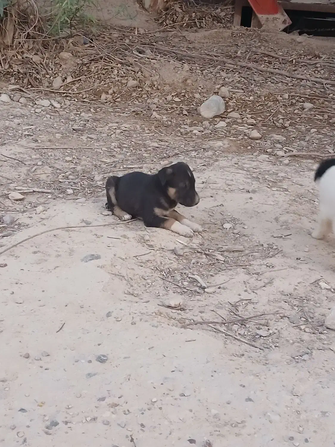 واگذاری سه عدد توله خوشگل س.گ|سگ|ایلام, |دیوار