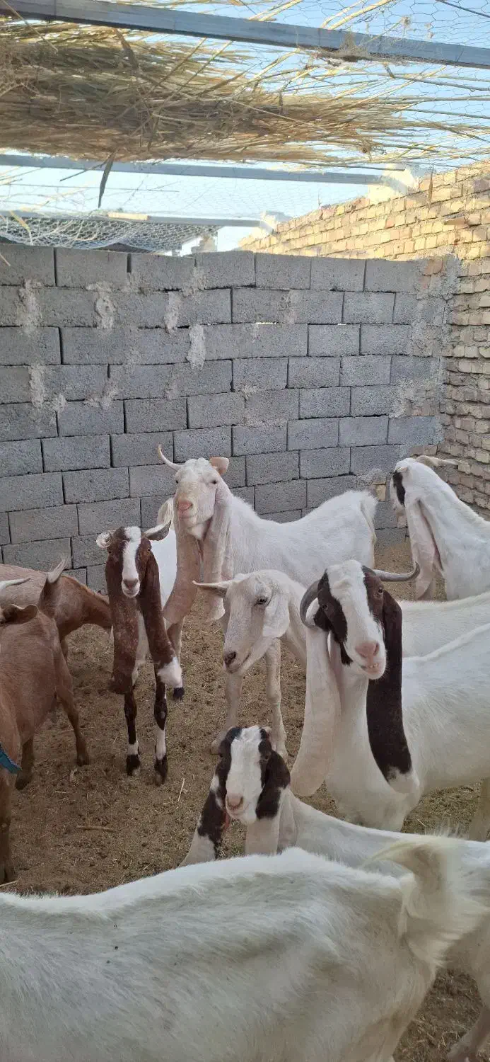 تعداد ۷ بز گلابی ۶ بز و یه تکه .و چند بزغاله گلابی|حیوانات مزرعه|قائن, |دیوار