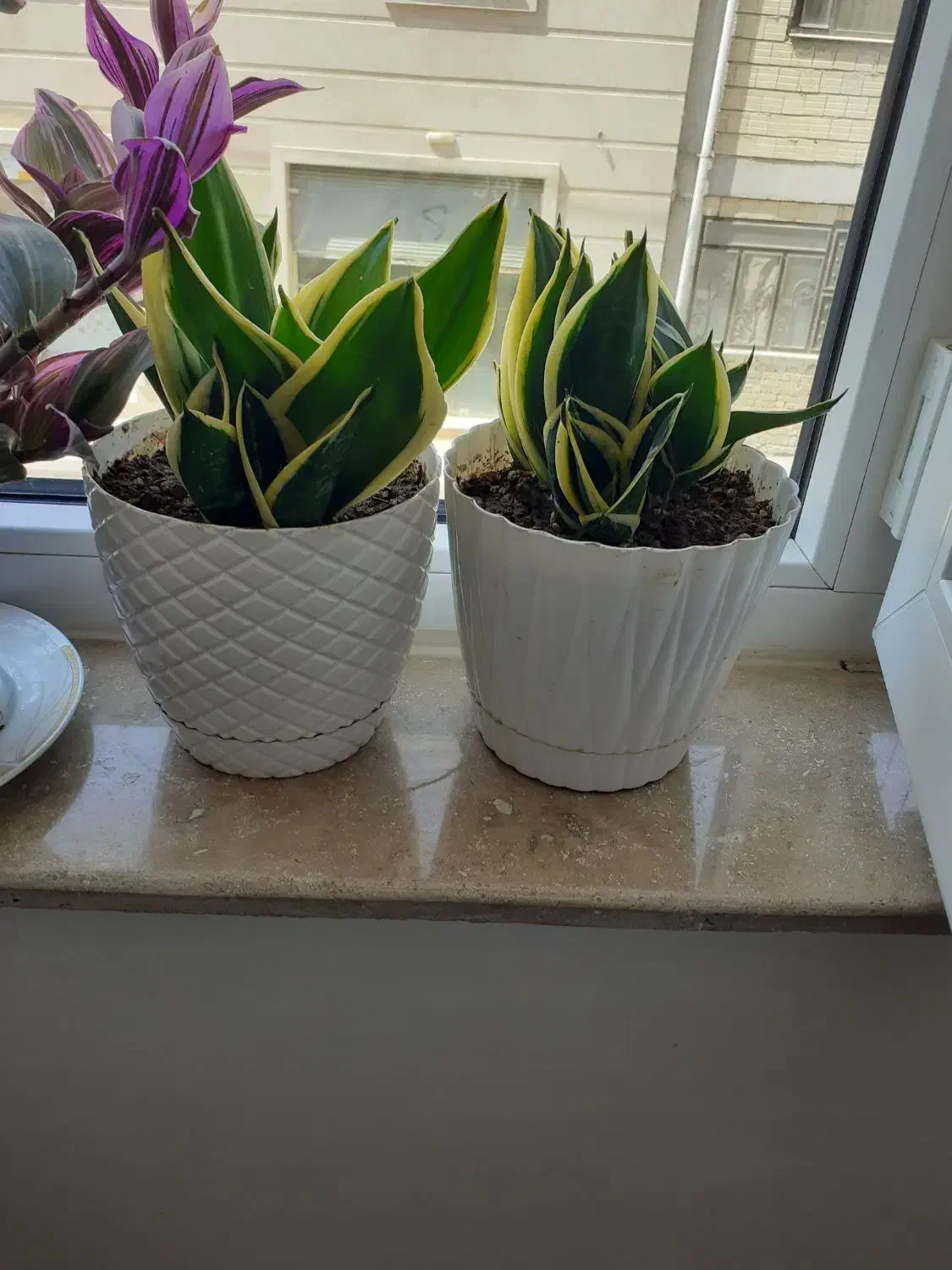 گل های شاداب|گل و گیاه طبیعی|ابهر, |دیوار