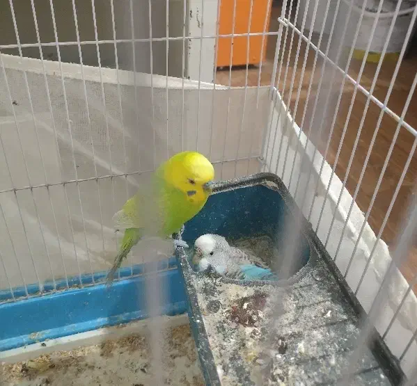 یک جفت مرغ عشق مولد|پرنده|دماوند, گیلاوند|دیوار