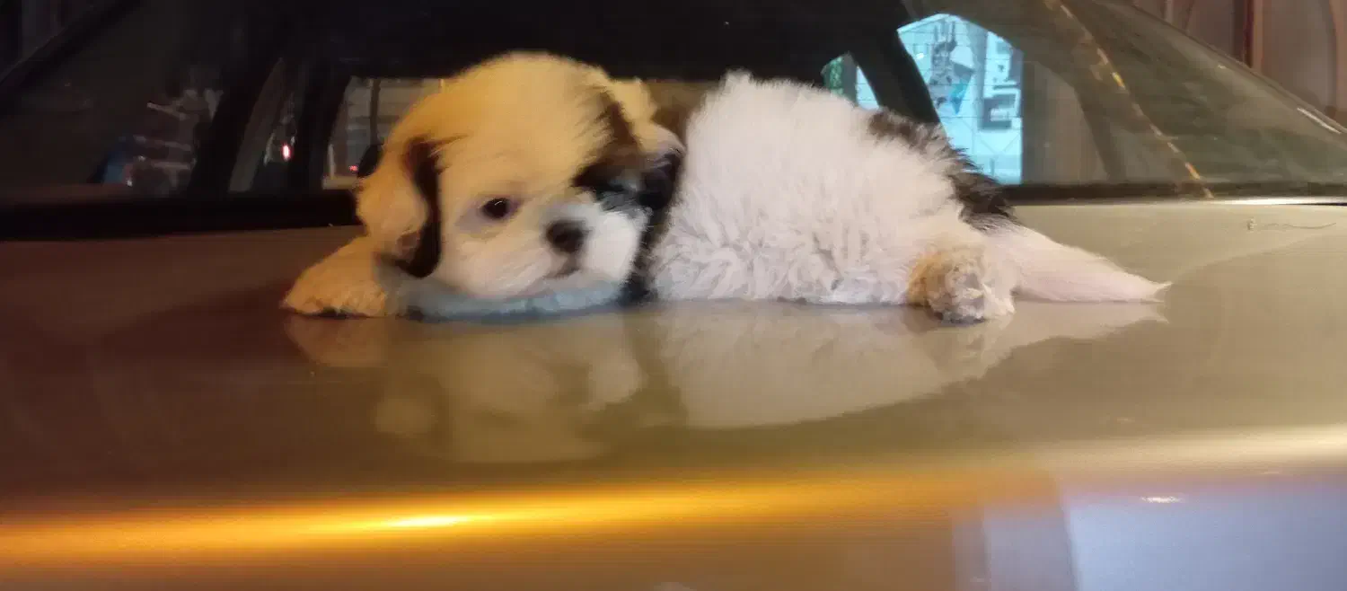 شیتزو سوپر فلت نر|سگ|کاشمر, |دیوار