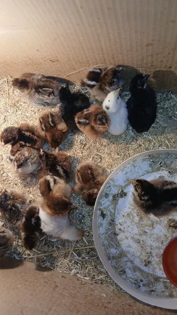 جوجه  یک روزه|حیوانات مزرعه|شیروان (خراسان), |دیوار