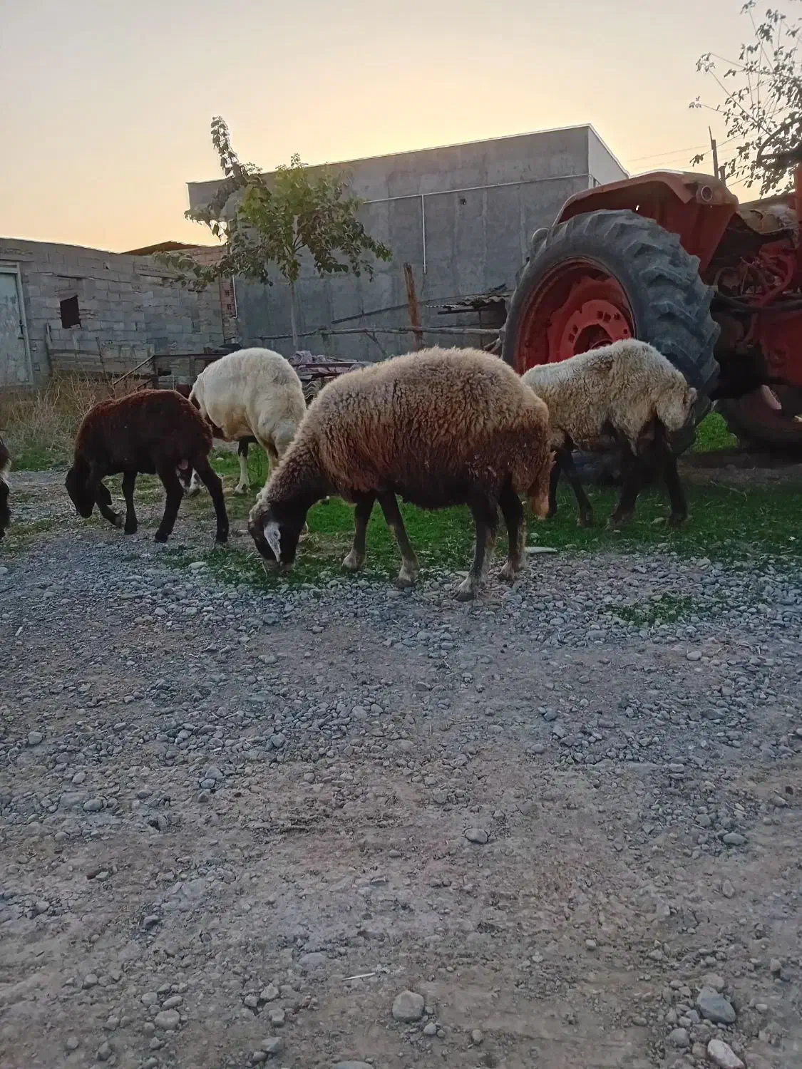 ۱راس گوسفند افشاری جنس|حیوانات مزرعه|آق قلا, |دیوار