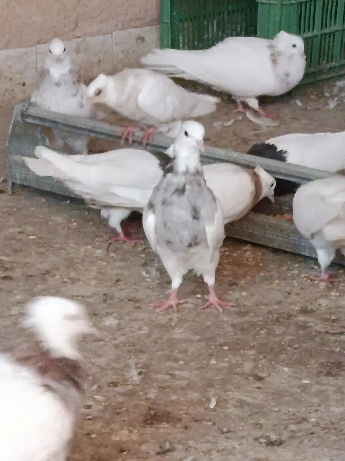 کبوتر جفتی2میلیون|پرنده|مریوان, |دیوار