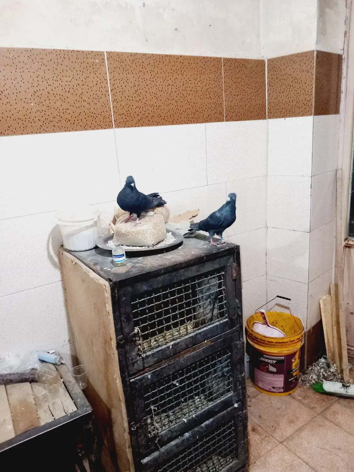 فروشی|پرنده|سلماس, |دیوار