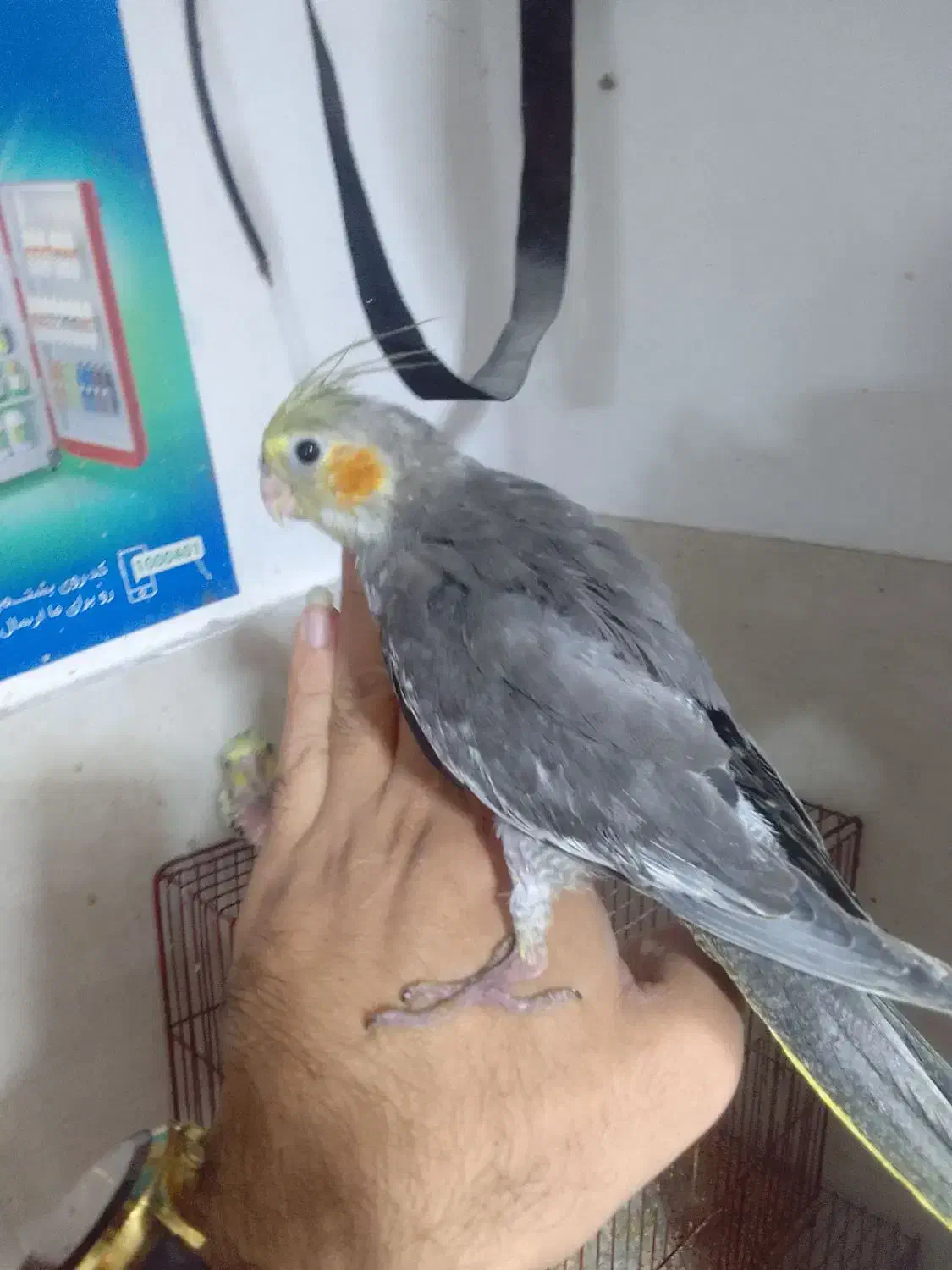 طوطی عروس سوپر رام نر ۲عدد|پرنده|بابل, |دیوار