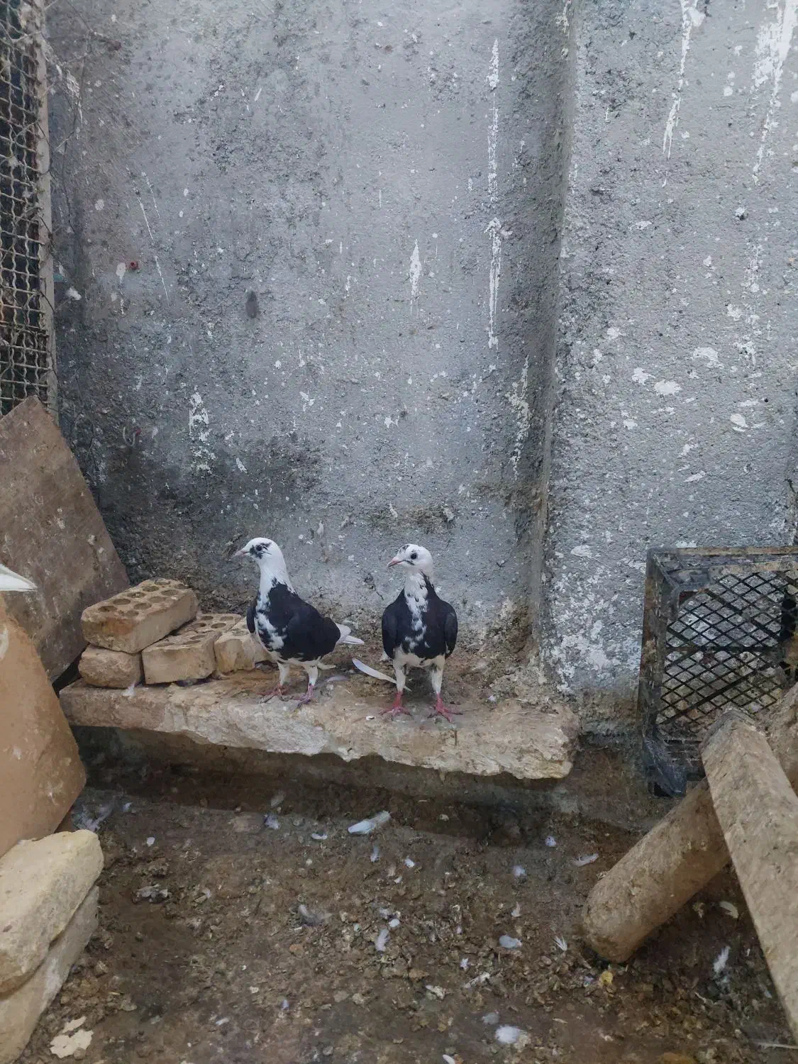 دوکتی پلاکی زرد عراقی|پرنده|شوشتر, |دیوار