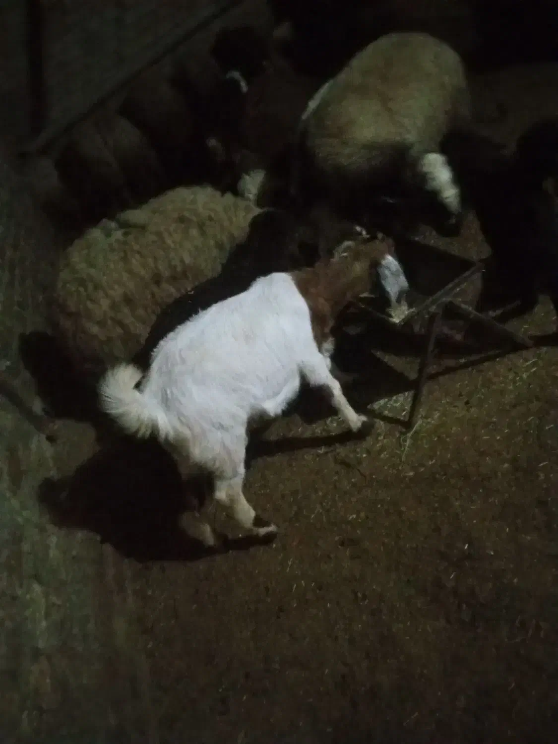 بزوبزغاله نژدی|حیوانات مزرعه|شیروان (لرستان), |دیوار