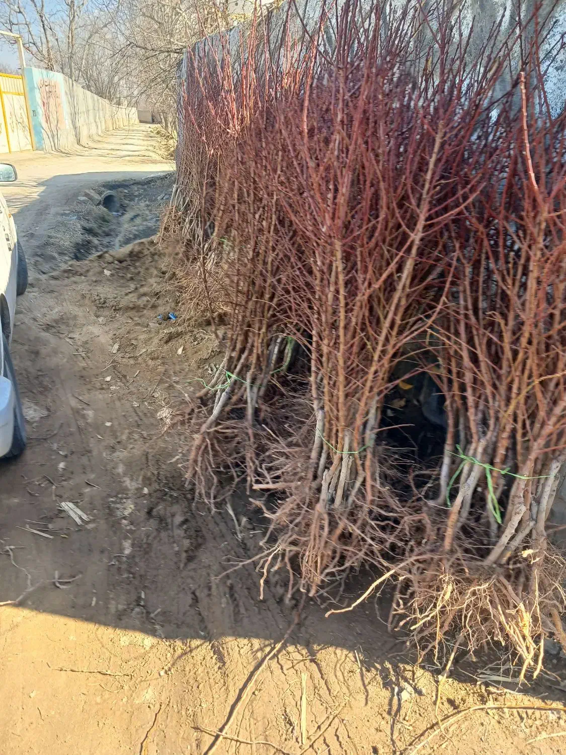 فروش ویژه نهال بادام پیوندی وسنگی درینگی کند|خدمات باغبانی و درختکاری|خسروشاه, |دیوار