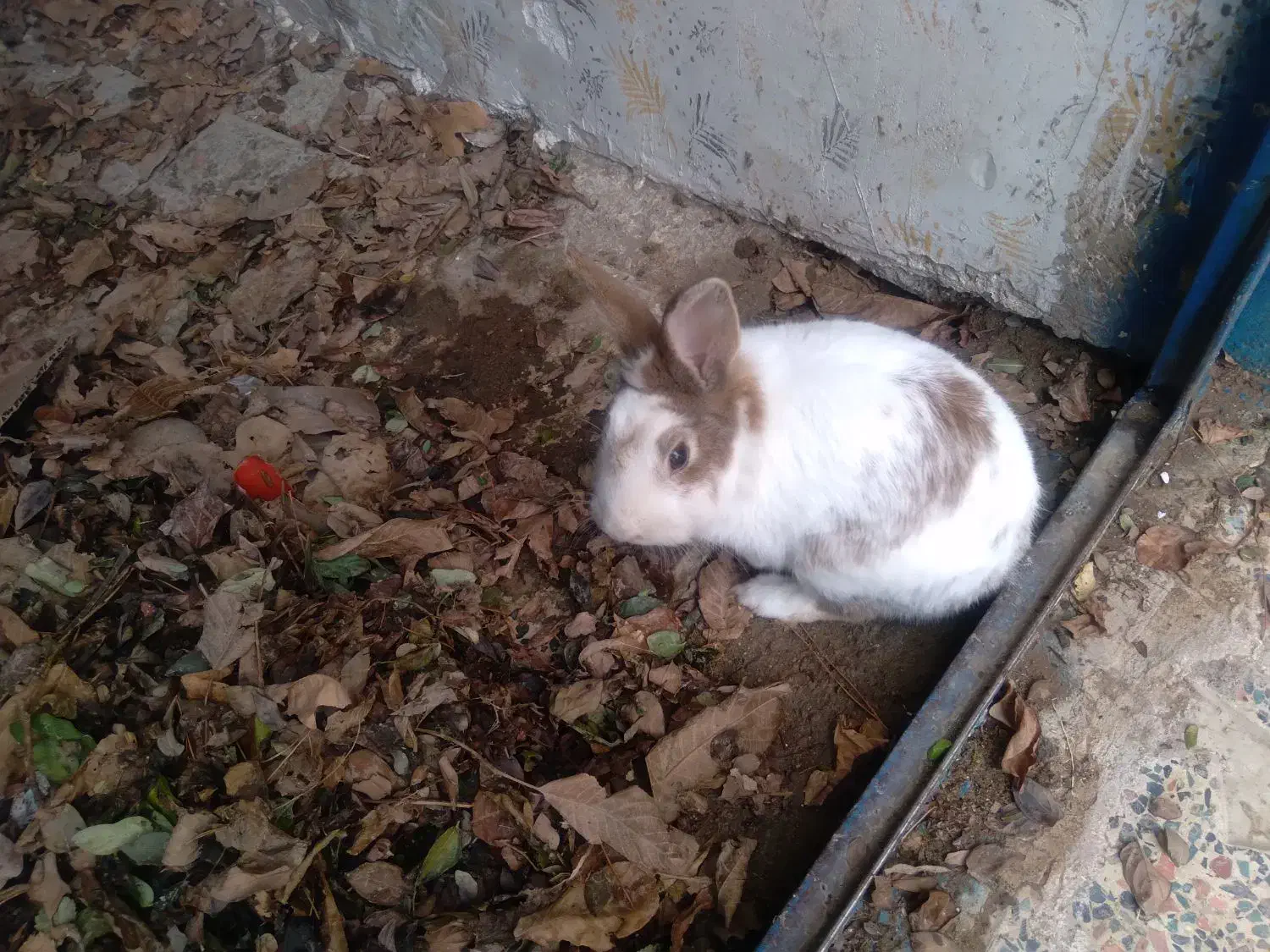 خرگوش|موش و خرگوش|بروجرد, |دیوار