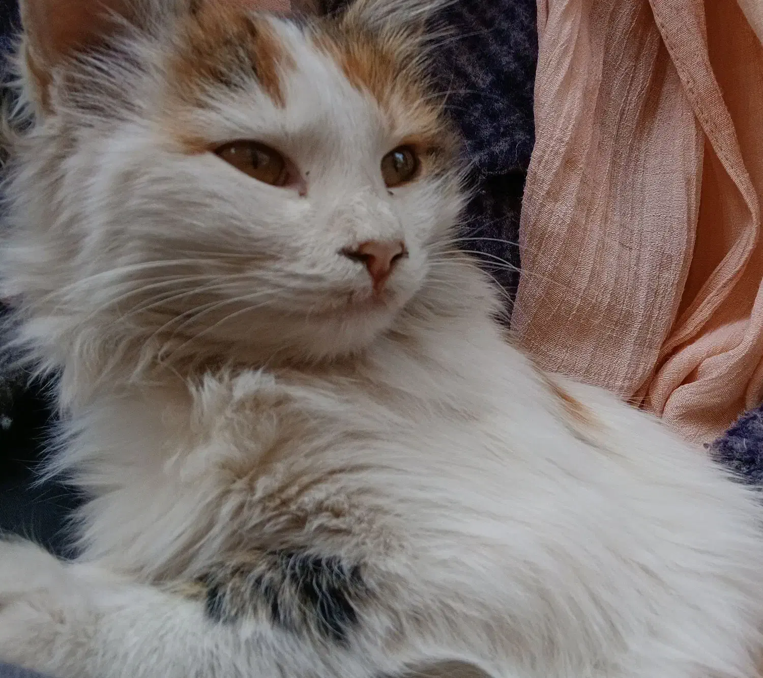 گربه واگذاری|گربه|تبریز, |دیوار