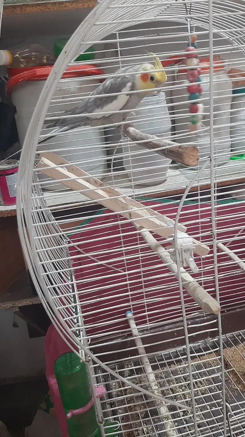 طوطی عروس|پرنده|رشت, اسماعیل آباد|دیوار