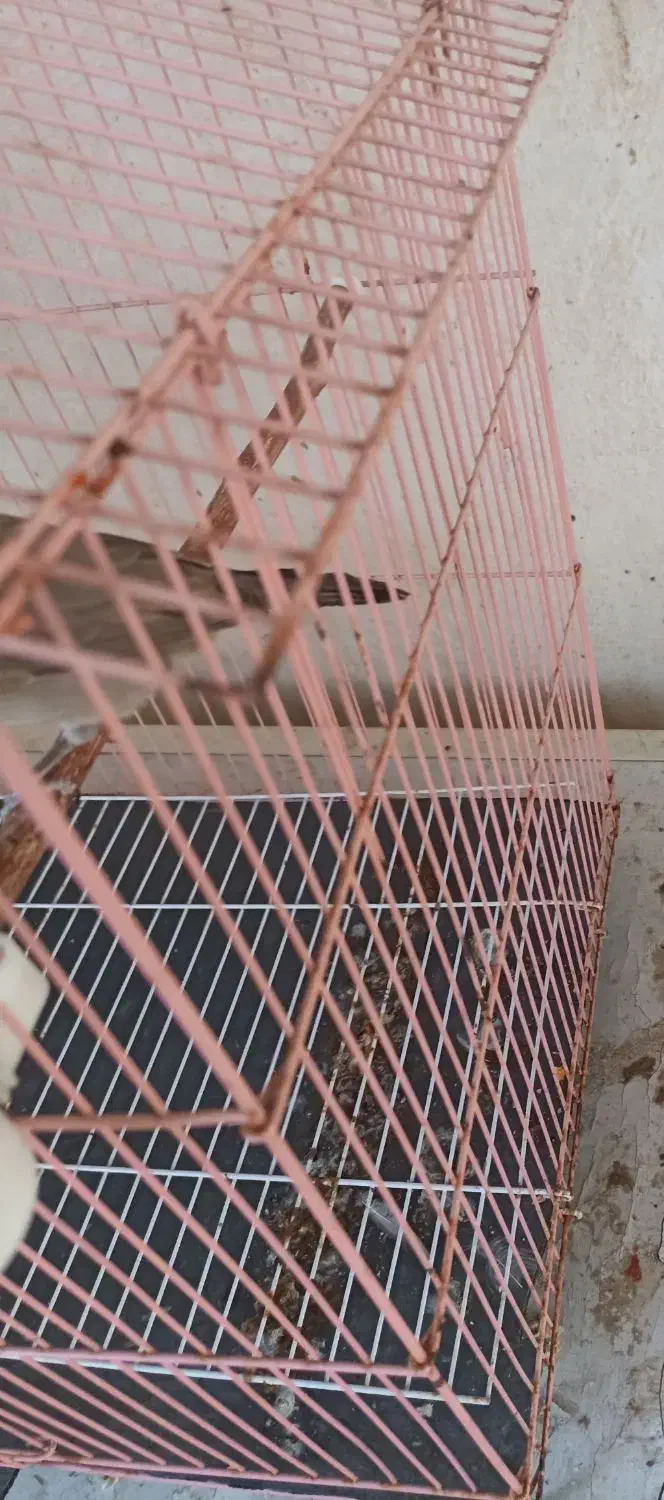 قناری|پرنده|برازجان, |دیوار