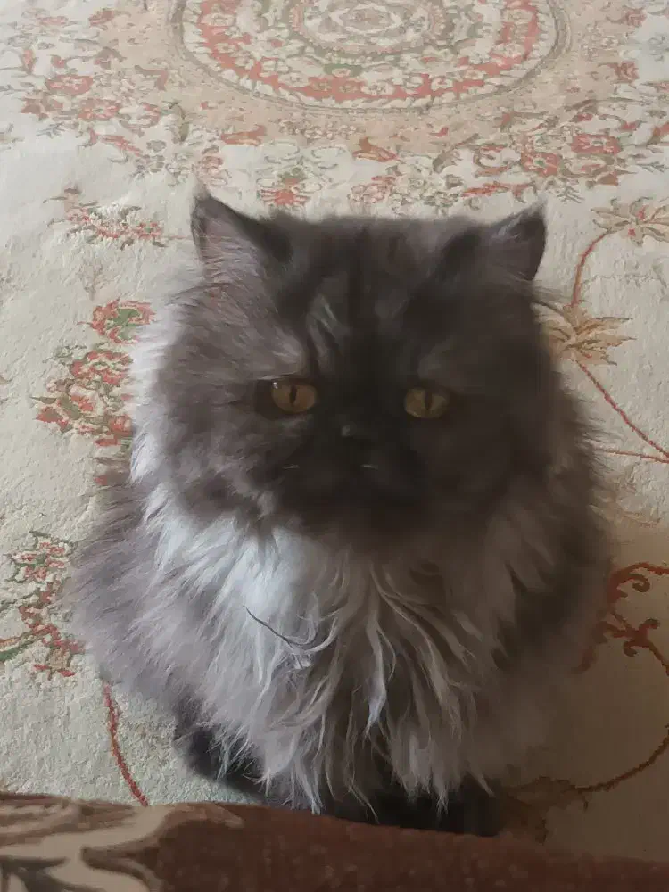 گربه پرشین خاکستری|گربه|کرمان, |دیوار