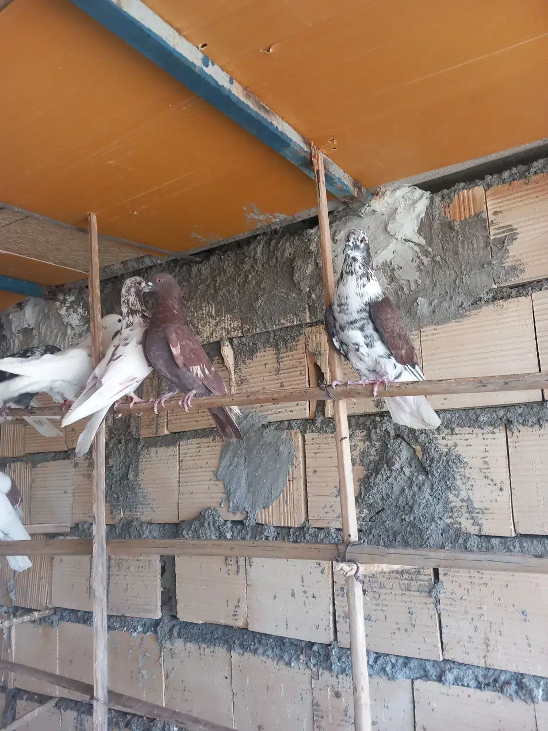 کبوتر چملگی وتکی چ ا ه س ت ا ن|پرنده|بندرعباس, |دیوار