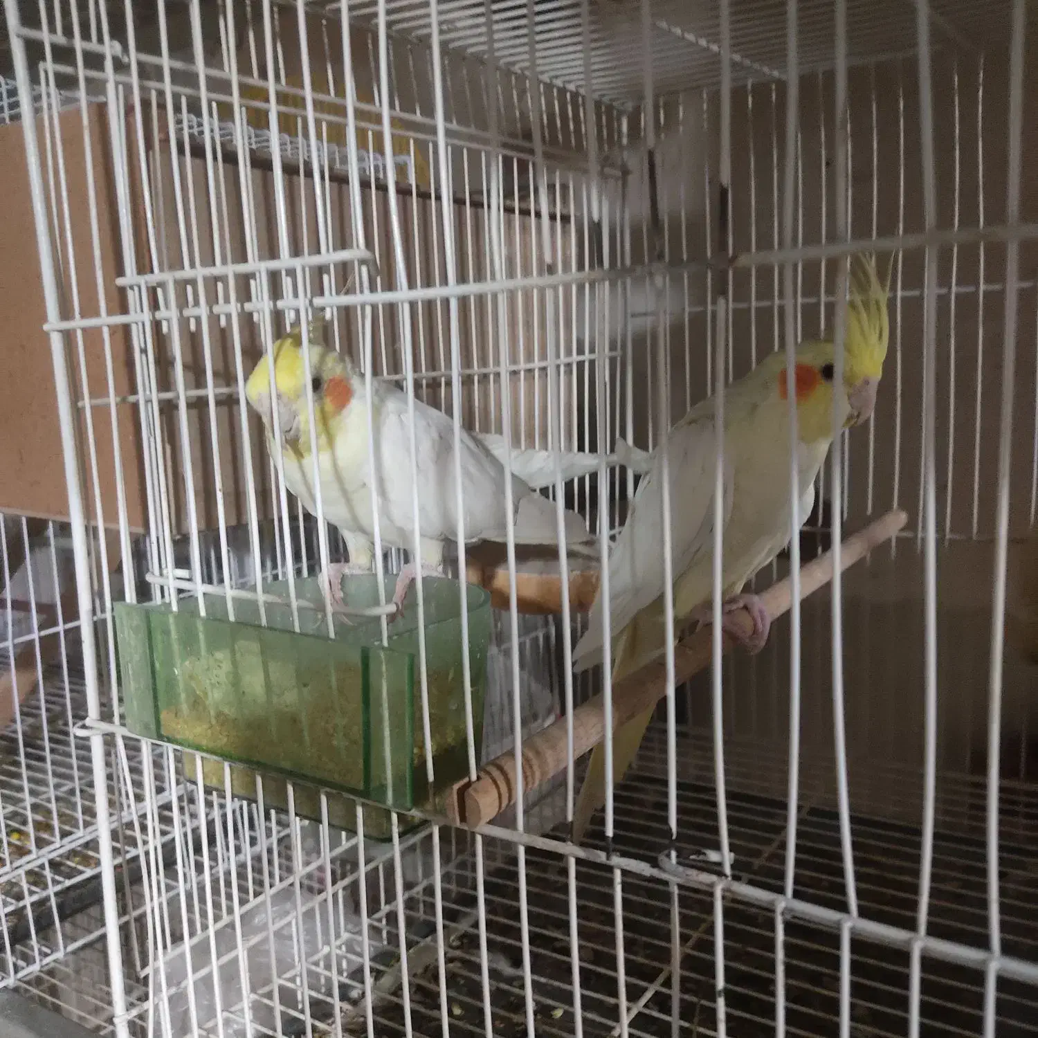 چند جفت عروس هلندی.|پرنده|درمیان, |دیوار