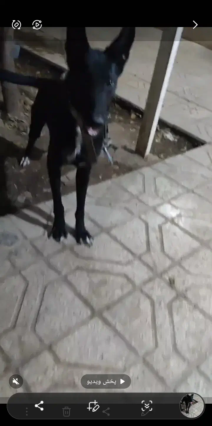 مالینیوز ب فحل امده|سگ|اسفراین, |دیوار