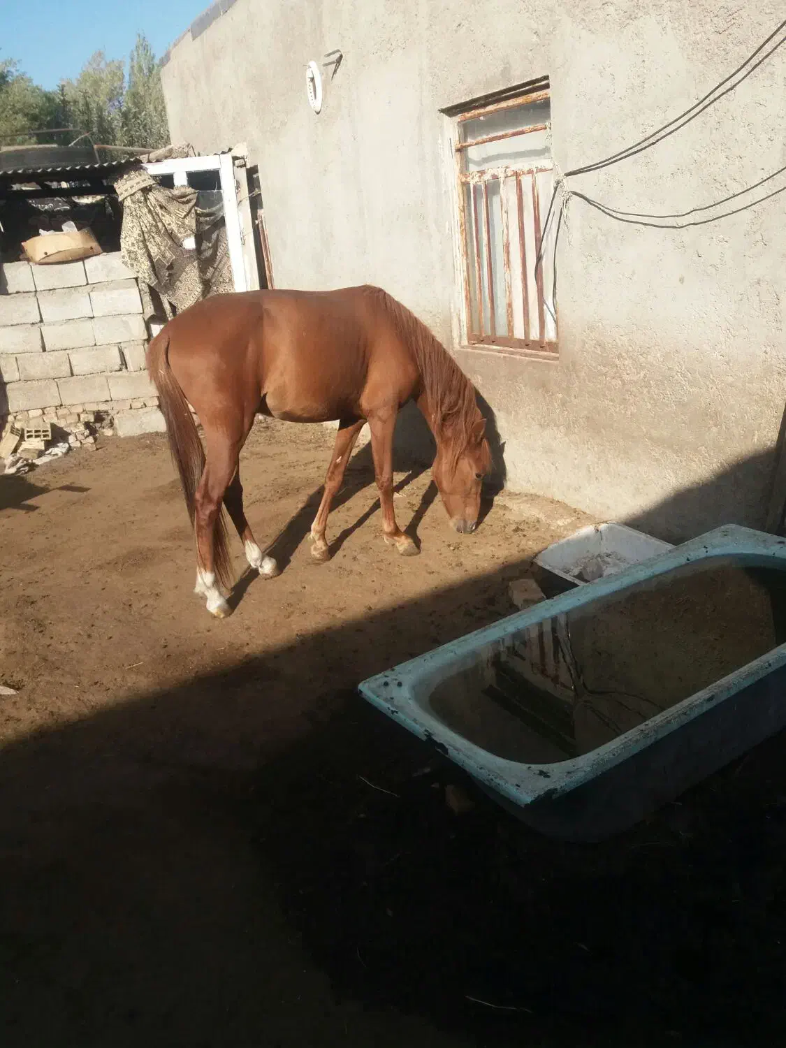 اسب نریان|اسب و تجهیزات اسبسواری|ورزقان, |دیوار