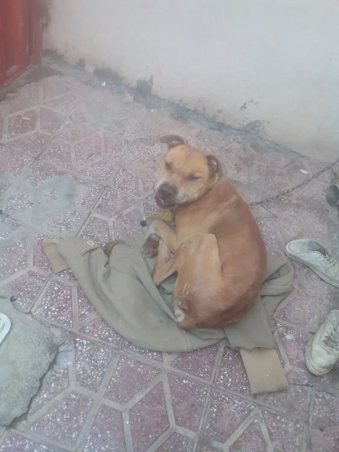 سگ پیت بول امریکایی اصل|سگ|خمین, |دیوار