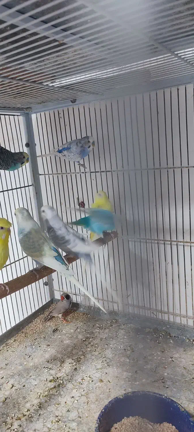 عروس هلندی /مرغ عشق|پرنده|بندرعباس, |دیوار