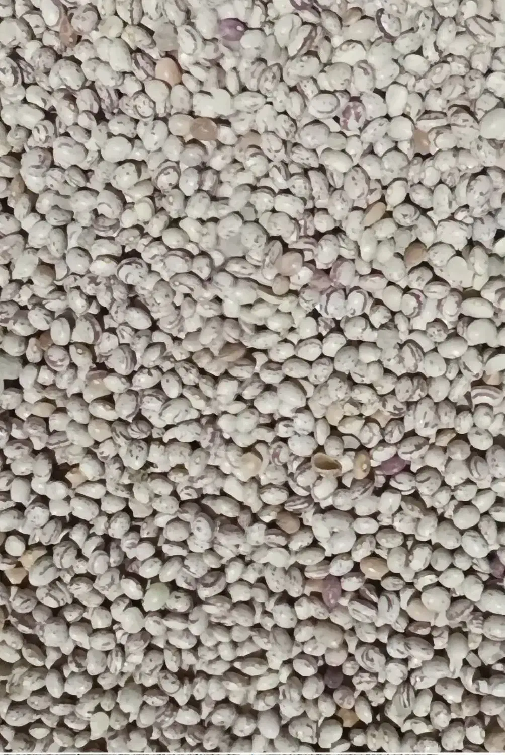 فروش لوبیا چیتی|خوردنی و آشامیدنی|سده (فارس), |دیوار