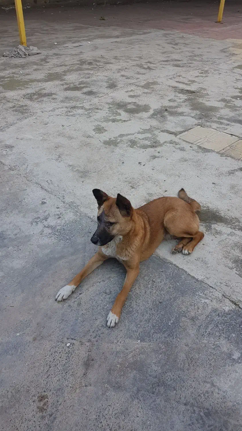 واگذاری سگ نژاد مالینویز|سگ|آمل, |دیوار