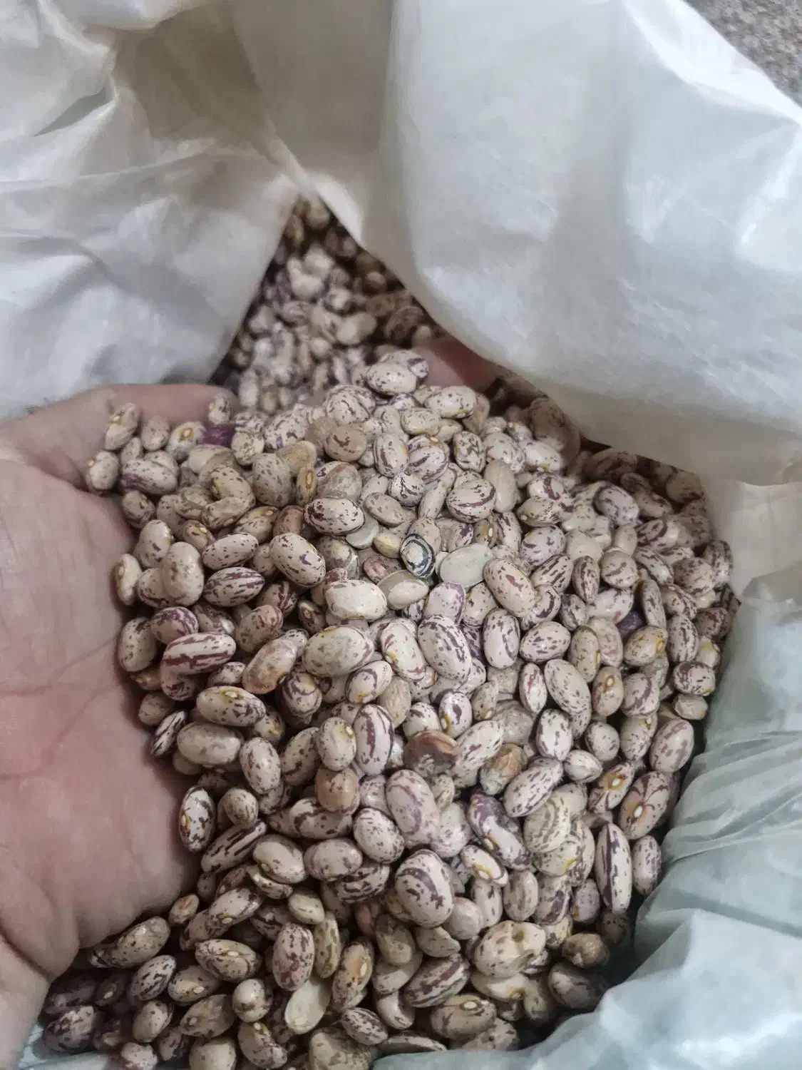 لوبیا چیتی|عمده‌فروشی|پارس‌آباد, |دیوار