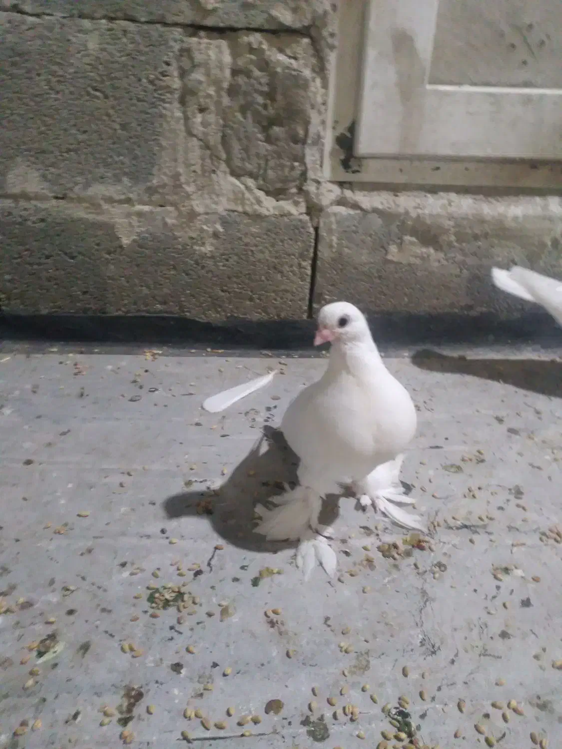 زیل کبوتر|گل و گیاه طبیعی|بستان آباد, |دیوار