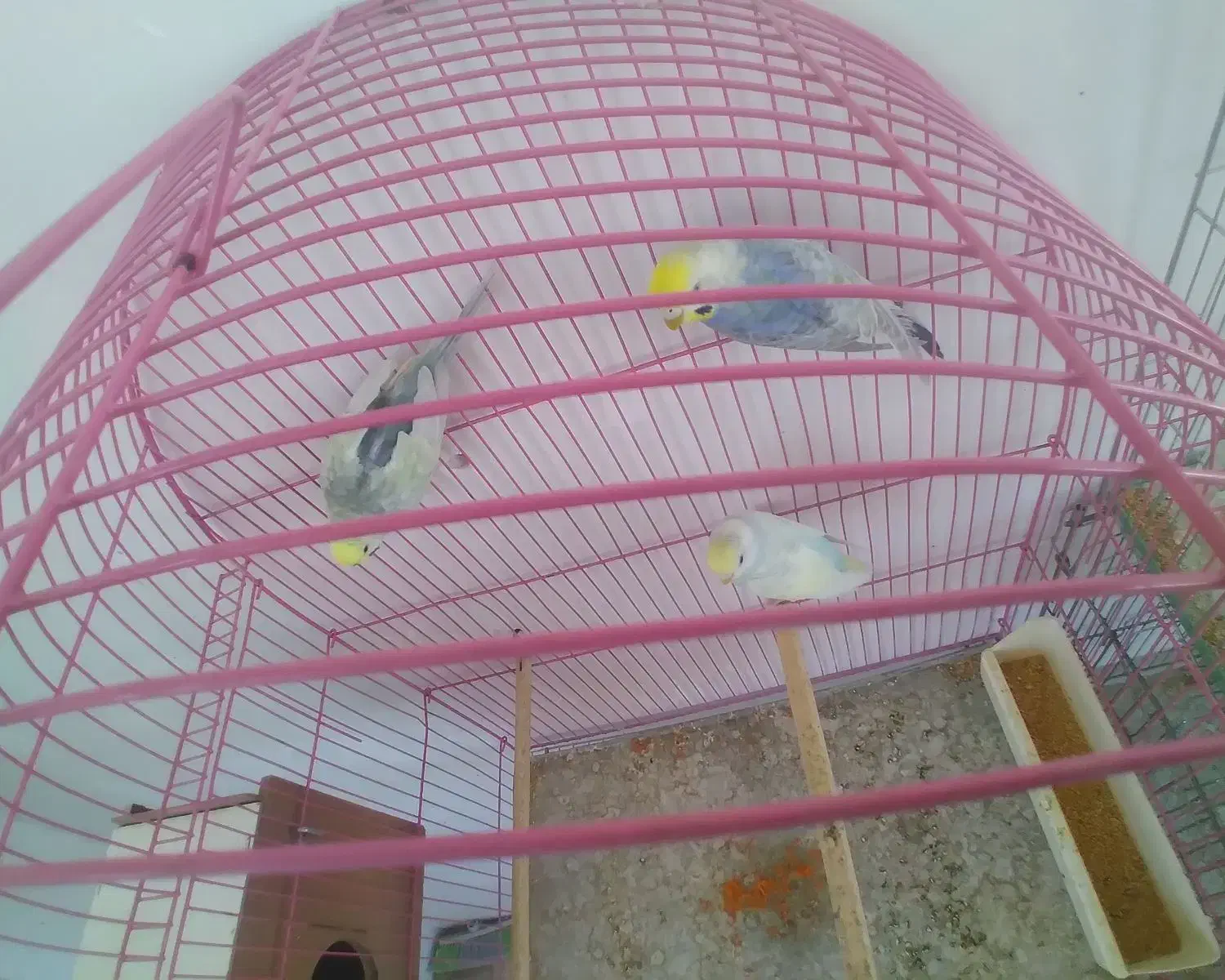 مرغ عشق رنگین کمانی|پرنده|خوی, |دیوار