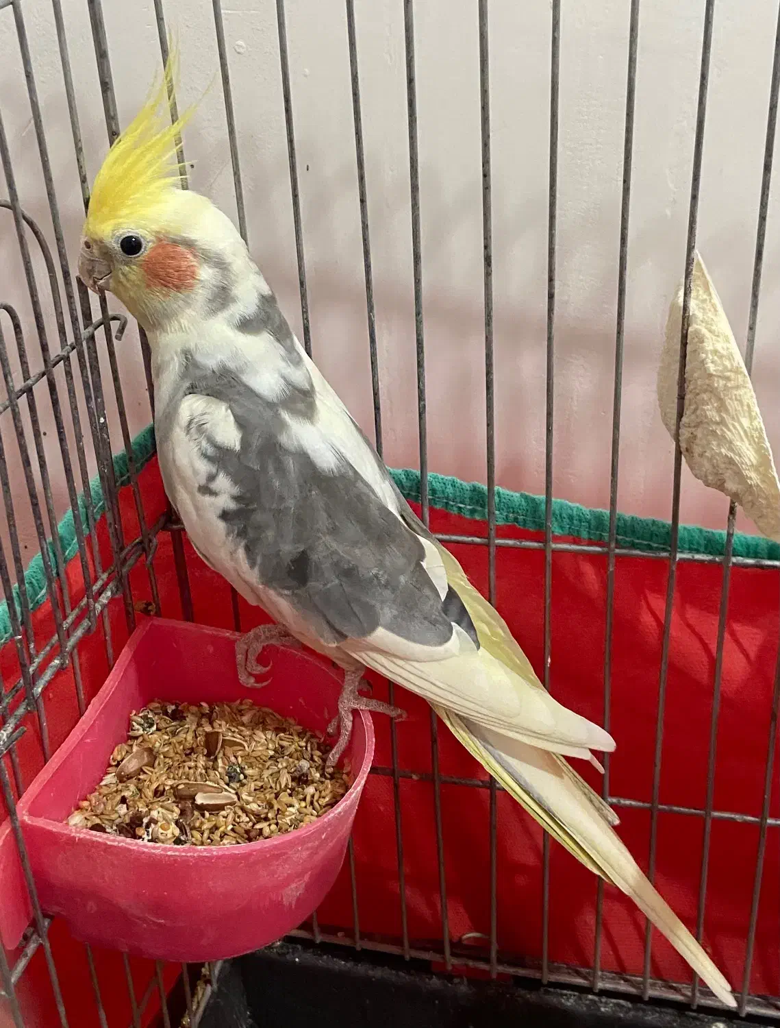 عروس هلندی نر|پرنده|شفت, |دیوار