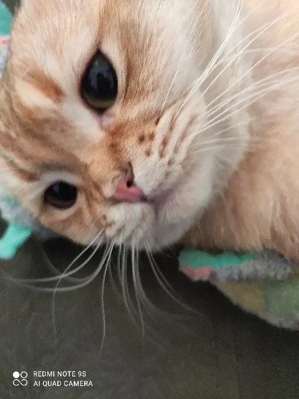 اسکاتیش گلد|گربه|اسلامشهر, شهرک توحید|دیوار