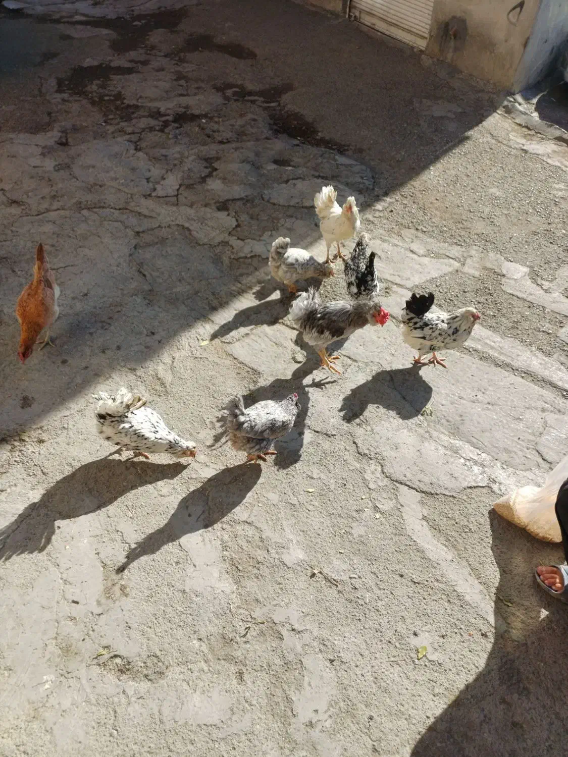 گلین|حیوانات مزرعه|کرمانشاه, |دیوار