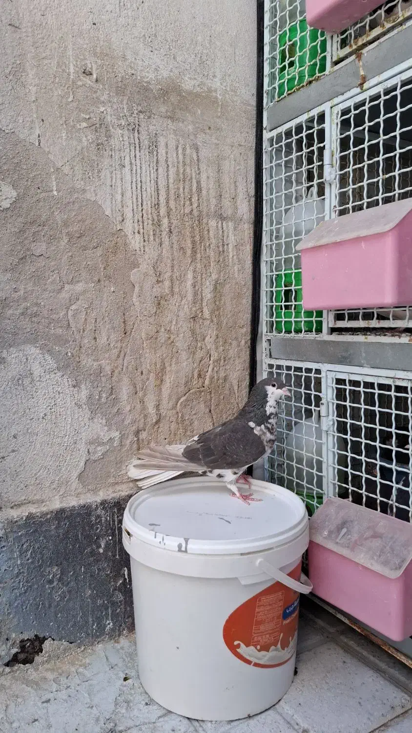 کفتر شهری ماده راست قهوه ای گلدار|پرنده|شیراز, شیخ علی چوپان|دیوار