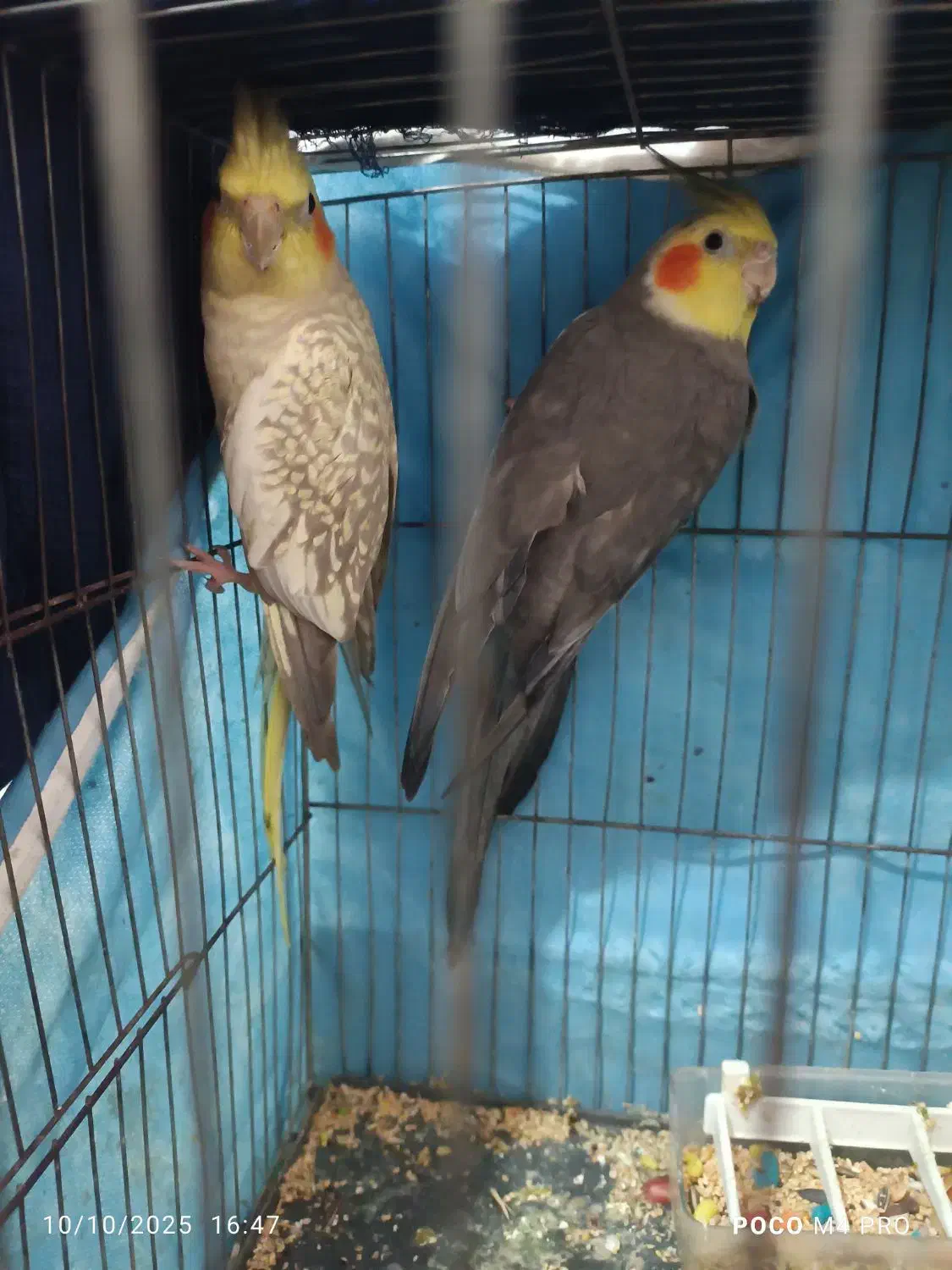 جفت عروس هلندی|پرنده|رشت, گلباغ نماز|دیوار