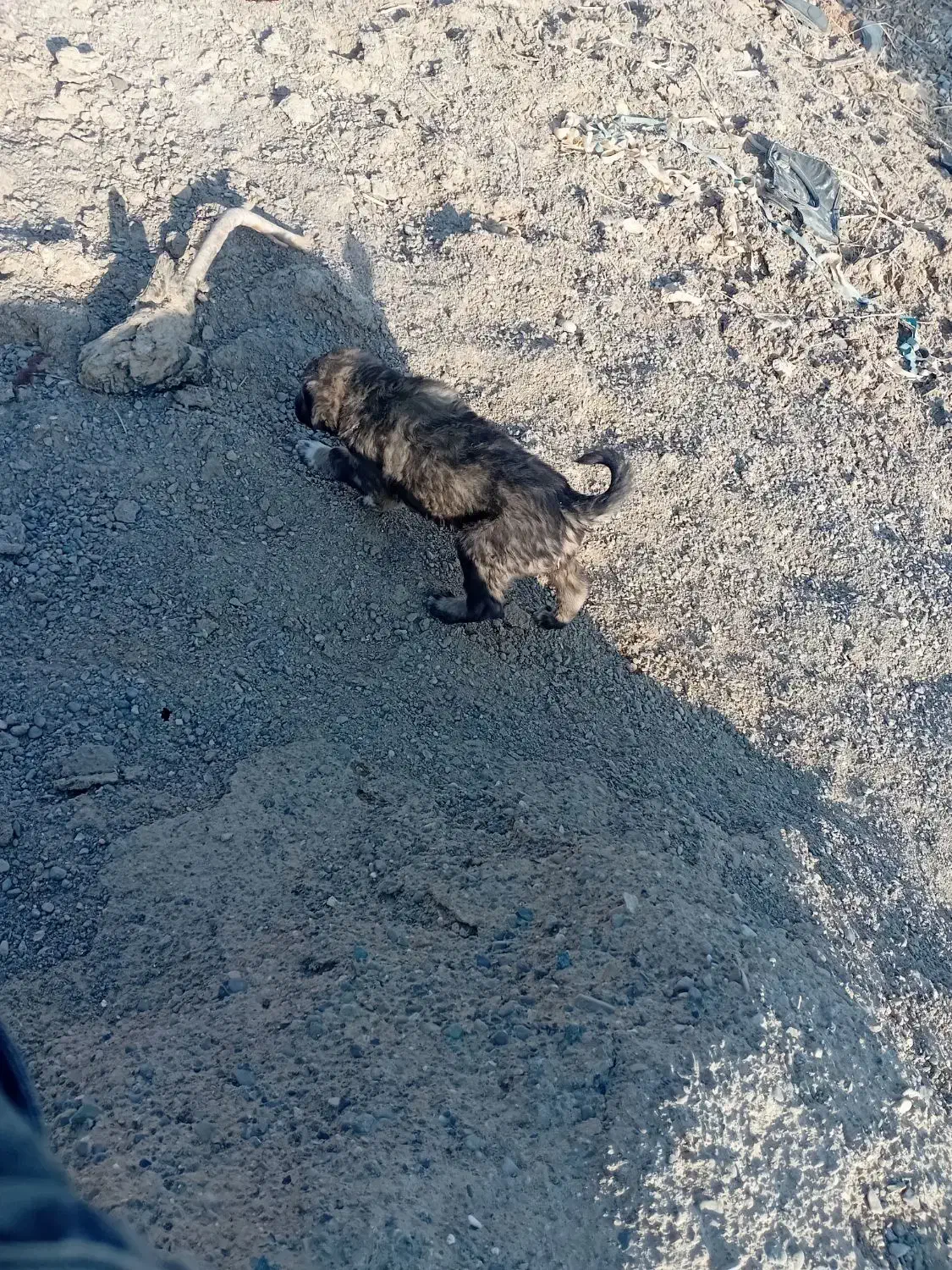 دو عدد توله نر دورگ هیکلی|سگ|زابل, |دیوار