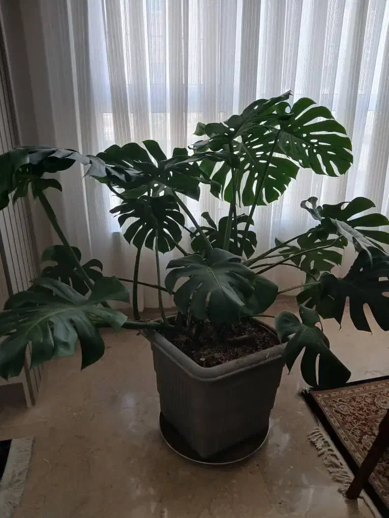 برگ انجیری مونسترا|گل و گیاه طبیعی|تهران, شهرک آزادی|دیوار