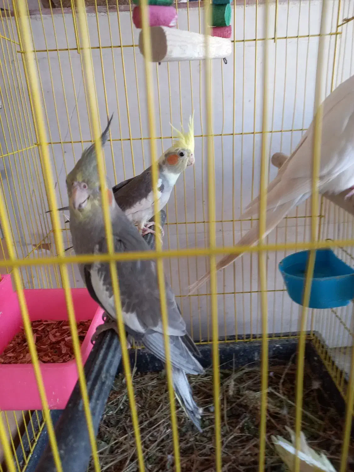 عروس هلندی و کبوتر|پرنده|درگهان, |دیوار