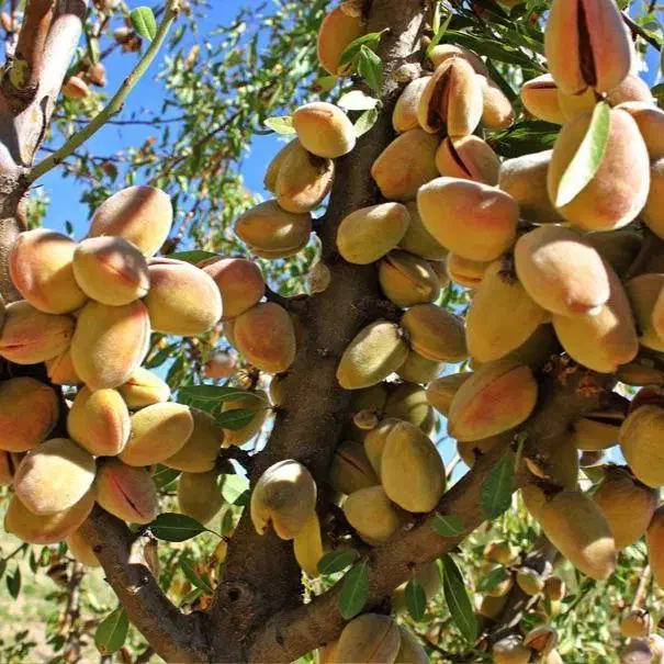 نهالستان بادام و فندق های پربار پالیز.|خدمات باغبانی و درختکاری|فرمهین, |دیوار