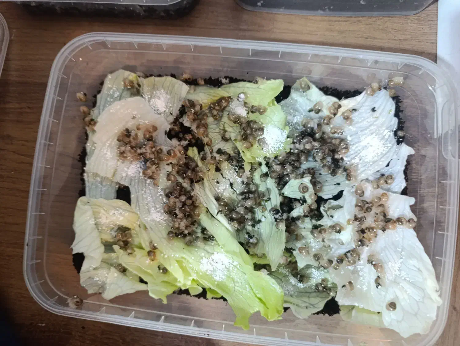 جوجه حلزون|خزنده|تهران, جنت‌آباد مرکزی|دیوار