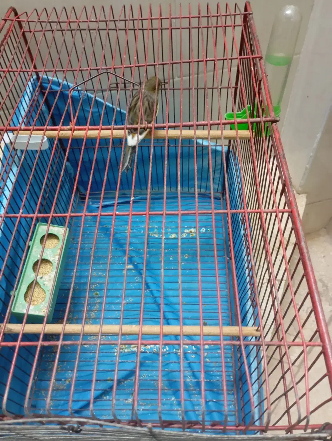 قناری بخون خش|پرنده|یزد, |دیوار