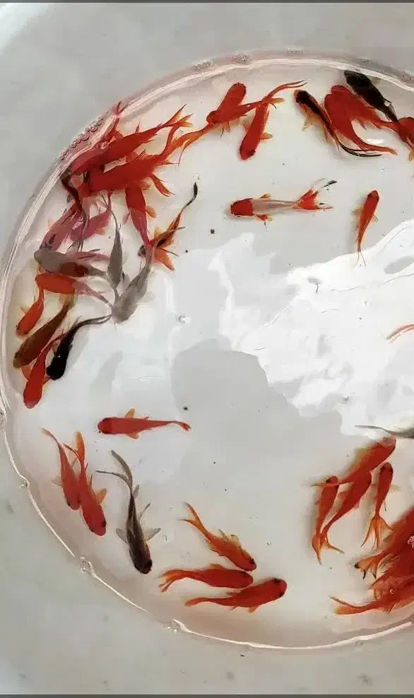 ماهی قرمز|ماهی|مبارکه, |دیوار